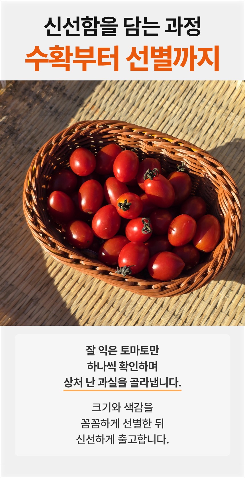 예시 · 수확부터 선별까지